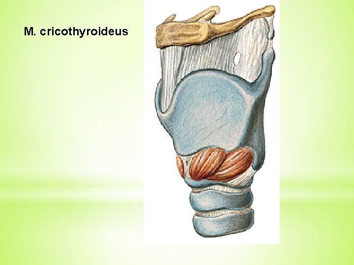 M. cricothyroideus 