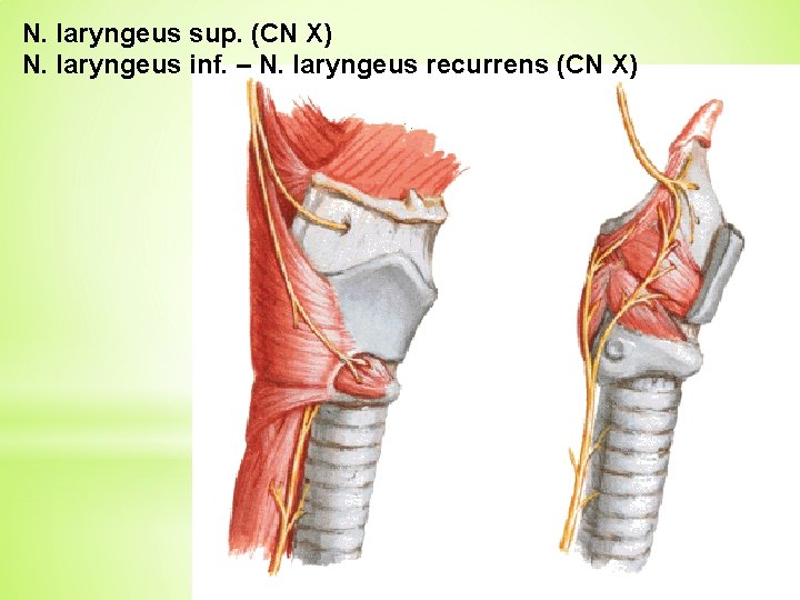 N. laryngeus sup. (CN X) N. laryngeus inf. – N. laryngeus recurrens (CN X)