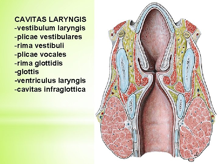 CAVITAS LARYNGIS -vestibulum laryngis -plicae vestibulares -rima vestibuli -plicae vocales -rima glottidis -glottis -ventriculus