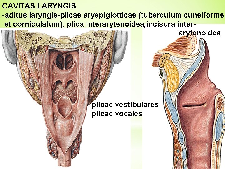 CAVITAS LARYNGIS -aditus laryngis-plicae aryepiglotticae (tuberculum cuneiforme et corniculatum), plica interarytenoidea, incisura interarytenoidea plicae