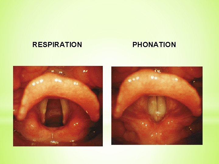 RESPIRATION PHONATION 