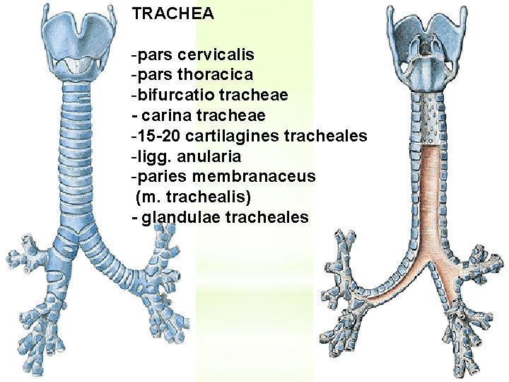 TRACHEA -pars cervicalis -pars thoracica -bifurcatio tracheae - carina tracheae -15 -20 cartilagines tracheales
