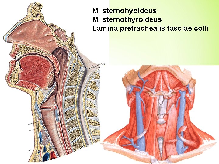 M. sternohyoideus M. sternothyroideus Lamina pretrachealis fasciae colli 
