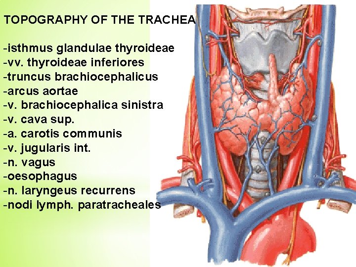 TOPOGRAPHY OF THE TRACHEA -isthmus glandulae thyroideae -vv. thyroideae inferiores -truncus brachiocephalicus -arcus aortae