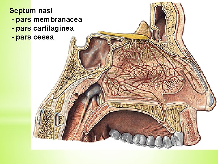 Septum nasi - pars membranacea - pars cartilaginea - pars ossea 