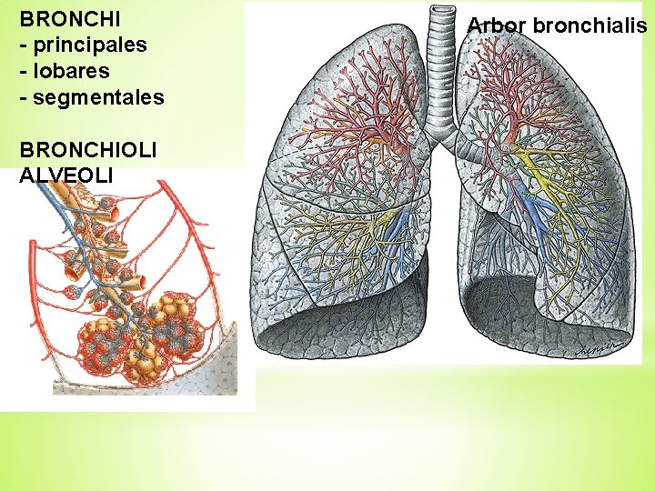 BRONCHI - principales - lobares - segmentales BRONCHIOLI ALVEOLI Arbor bronchialis 
