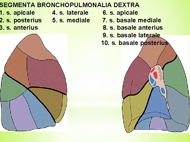SEGMENTA BRONCHOPULMONALIA DEXTRA 1. s. apicale 4. s. laterale 6. s. apicale 2. s.