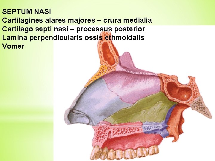 SEPTUM NASI Cartilagines alares majores – crura medialia Cartilago septi nasi – processus posterior
