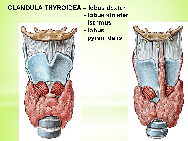 GLANDULA THYROIDEA – lobus dexter - lobus sinister - isthmus - lobus pyramidalis 