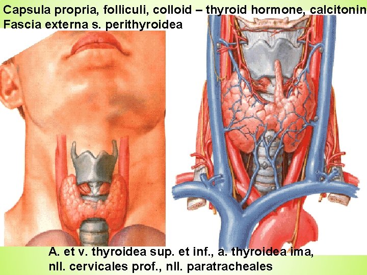 Capsula propria, folliculi, colloid – thyroid hormone, calcitonin Fascia externa s. perithyroidea A. et