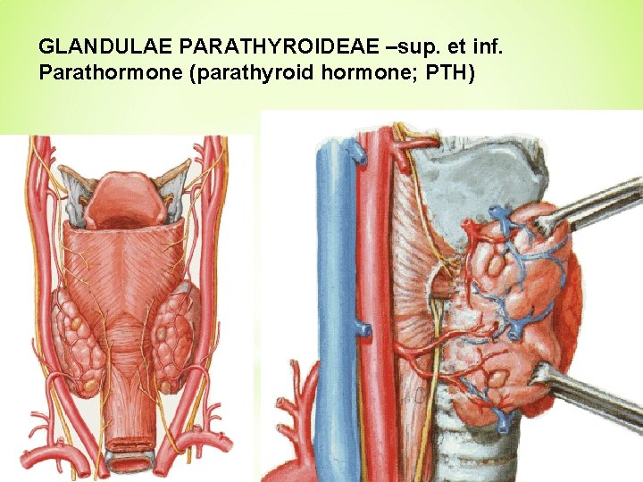 GLANDULAE PARATHYROIDEAE –sup. et inf. Parathormone (parathyroid hormone; PTH) 