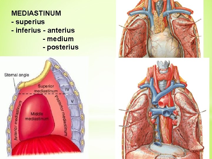 MEDIASTINUM - superius - inferius - anterius - medium - posterius 