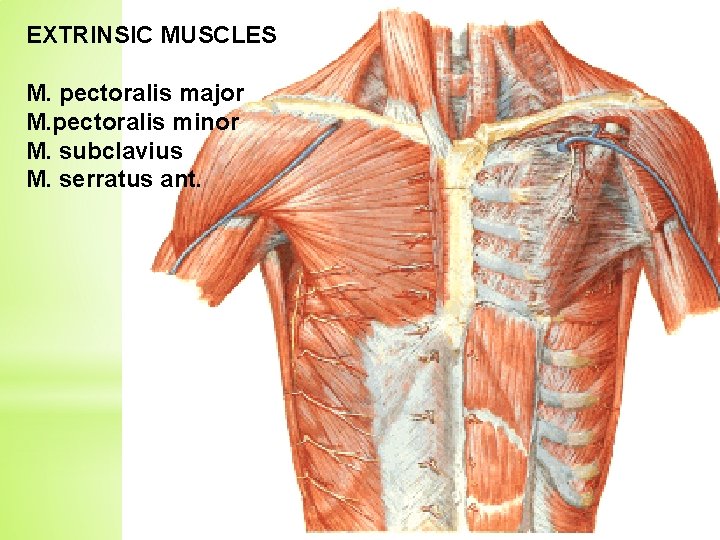 EXTRINSIC MUSCLES M. pectoralis major M. pectoralis minor M. subclavius M. serratus ant. 