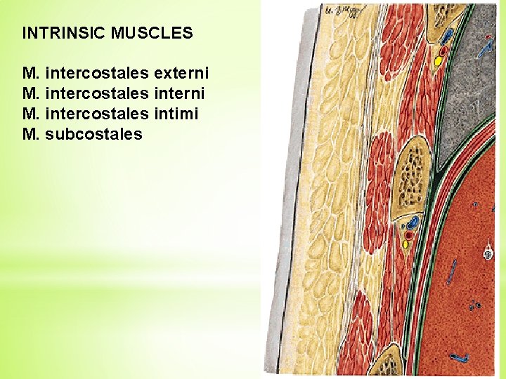 INTRINSIC MUSCLES M. intercostales externi M. intercostales intimi M. subcostales 