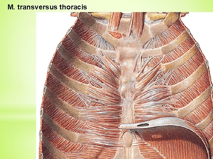 M. transversus thoracis 