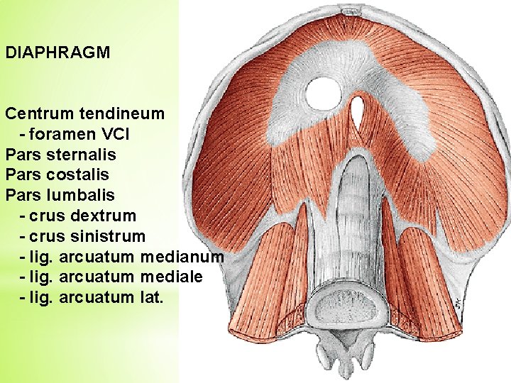 DIAPHRAGM Centrum tendineum - foramen VCI Pars sternalis Pars costalis Pars lumbalis - crus