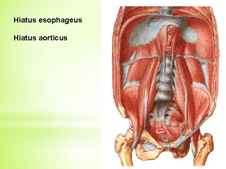 Hiatus esophageus Hiatus aorticus 