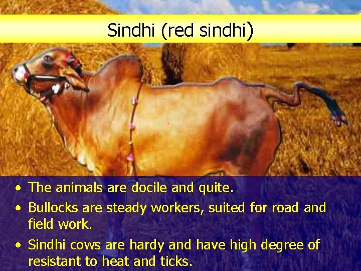 Sindhi (red sindhi) • The animals are docile and quite. • Bullocks are steady