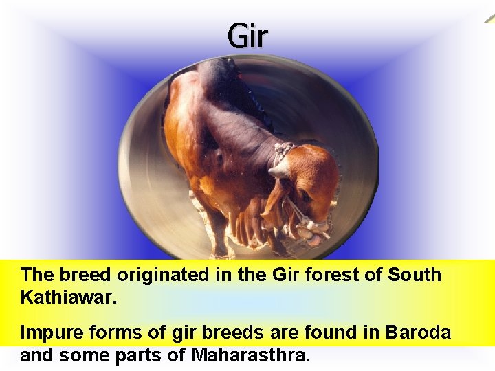 Gir The breed originated in the Gir forest of South Kathiawar. Impure forms of