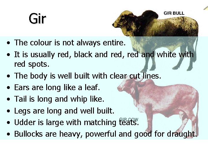 Gir • The colour is not always entire. • It is usually red, black