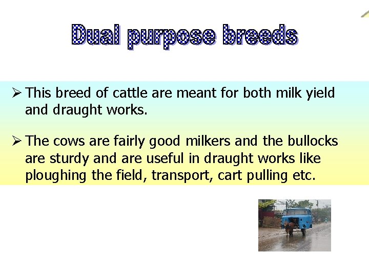 Ø This breed of cattle are meant for both milk yield and draught works.