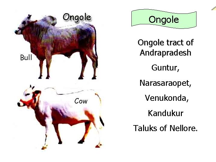 Ongole tract of Andrapradesh Guntur, Narasaraopet, Venukonda, Kandukur Taluks of Nellore. 