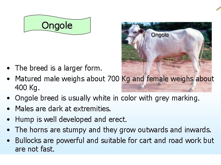 Ongole • The breed is a larger form. • Matured male weighs about 700