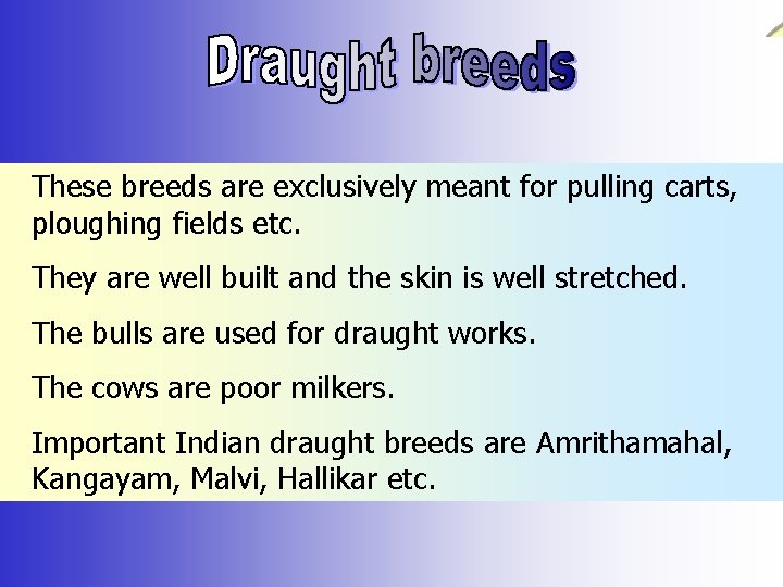 These breeds are exclusively meant for pulling carts, ploughing fields etc. They are well