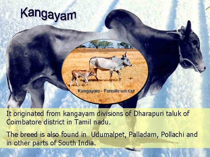 It originated from kangayam divisions of Dharapuri taluk of Coimbatore district in Tamil nadu.