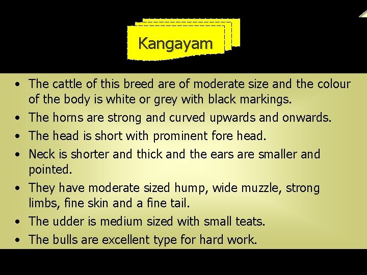 Kangayam • The cattle of this breed are of moderate size and the colour