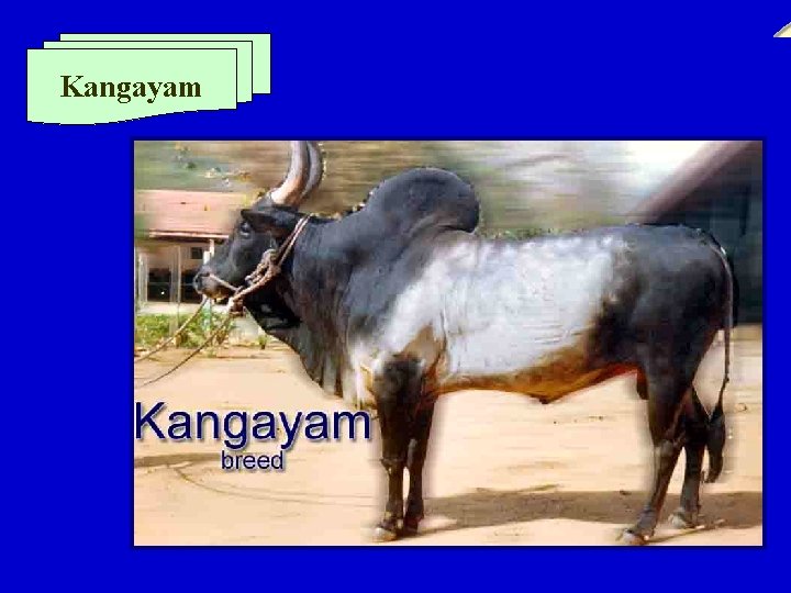 Kangayam 