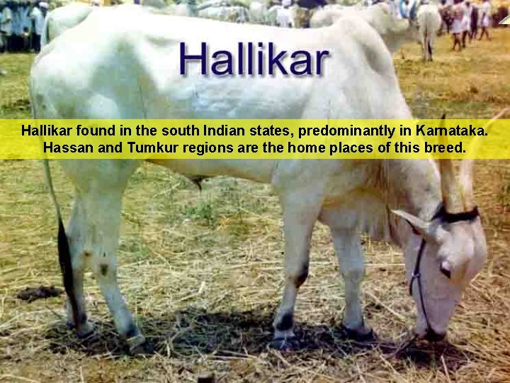 Hallikar found in the south Indian states, predominantly in Karnataka. Hassan and Tumkur regions