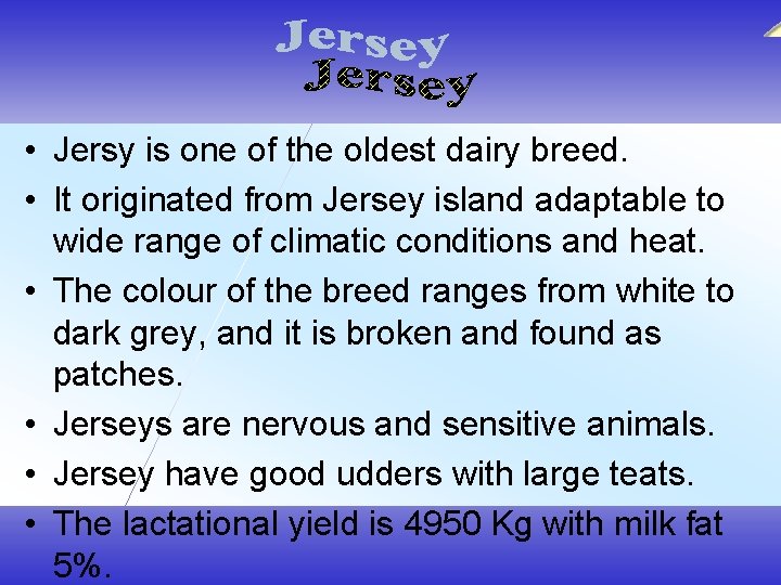  • Jersy is one of the oldest dairy breed. • It originated from