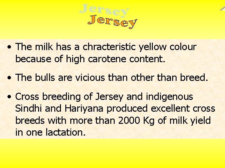  • The milk has a chracteristic yellow colour because of high carotene content.