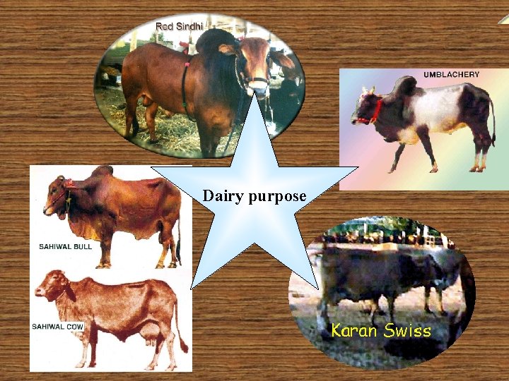 Dairy purpose 