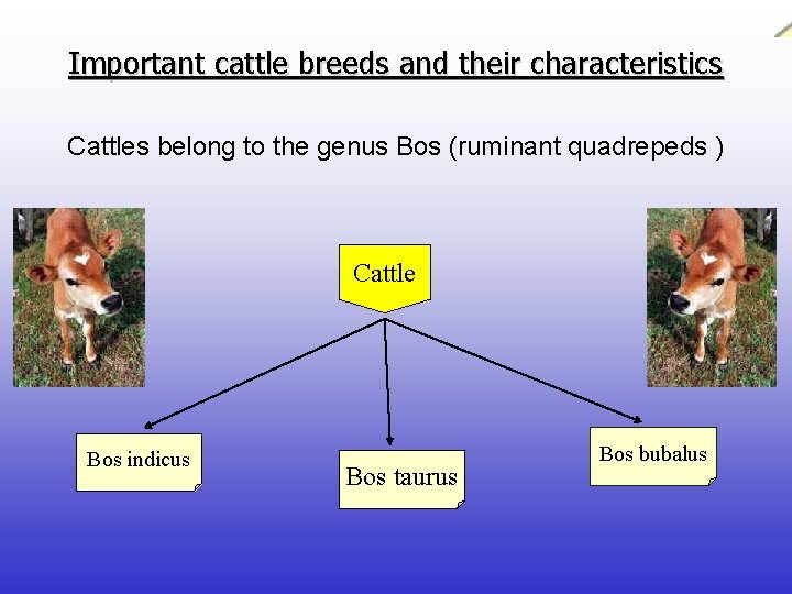 Important cattle breeds and their characteristics Cattles belong to the genus Bos (ruminant quadrepeds