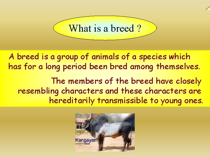 What is a breed ? A breed is a group of animals of a