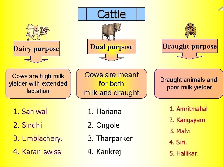 Cattle Dairy purpose Dual purpose Draught purpose Cows are high milk yielder with extended