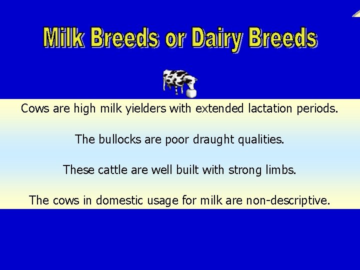 Cows are high milk yielders with extended lactation periods. The bullocks are poor draught