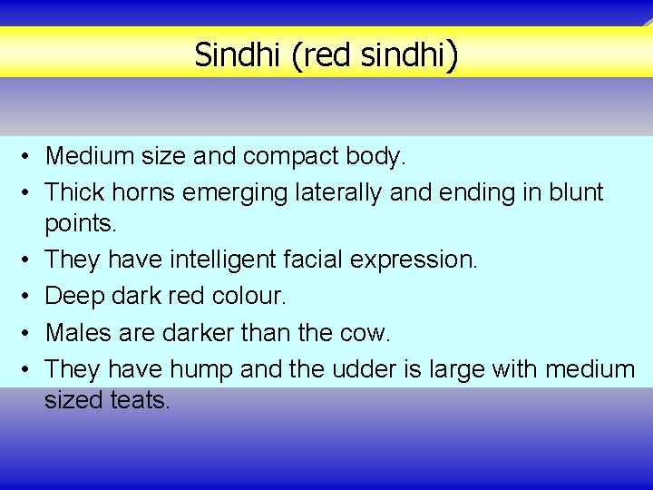 Sindhi (red sindhi) • Medium size and compact body. • Thick horns emerging laterally