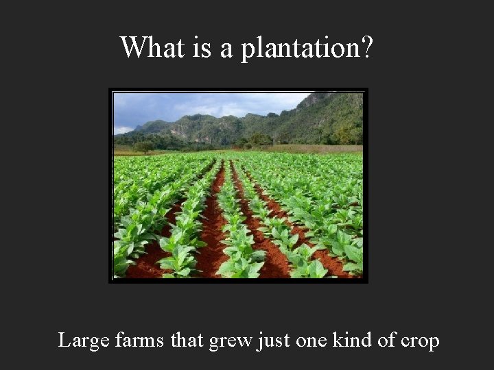 What is a plantation? Large farms that grew just one kind of crop 