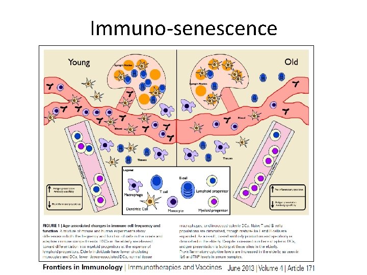 Immuno-senescence 