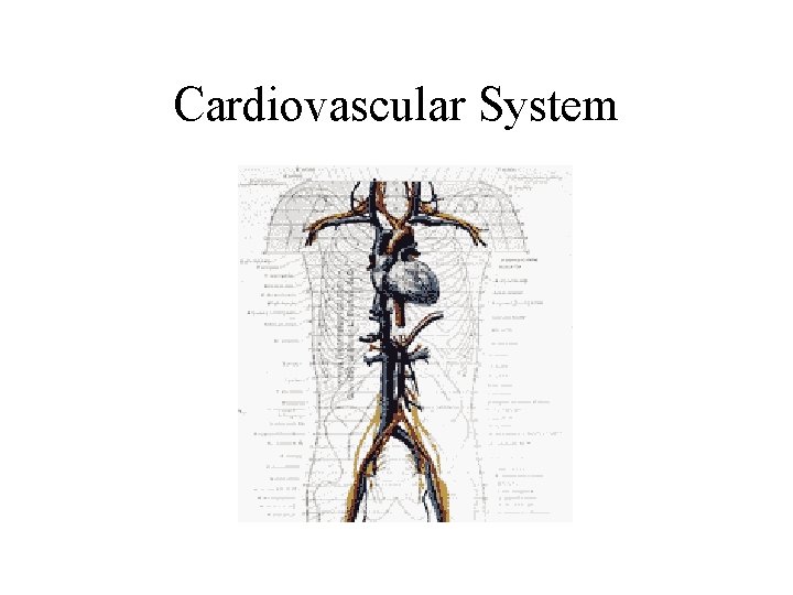 Cardiovascular System 