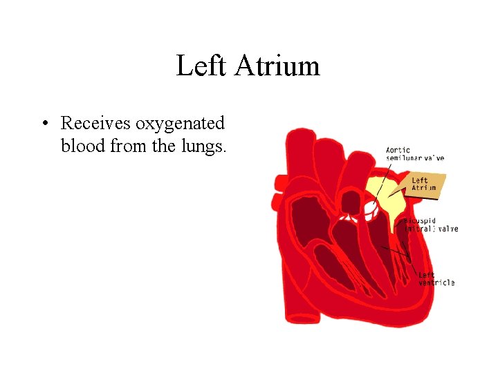 Left Atrium • Receives oxygenated blood from the lungs. 