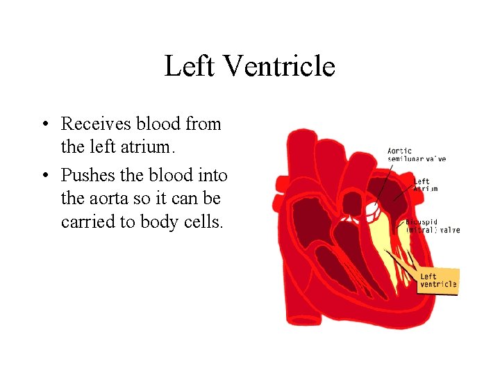 Left Ventricle • Receives blood from the left atrium. • Pushes the blood into