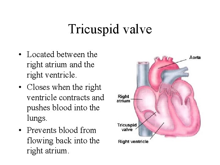 Tricuspid valve • Located between the right atrium and the right ventricle. • Closes
