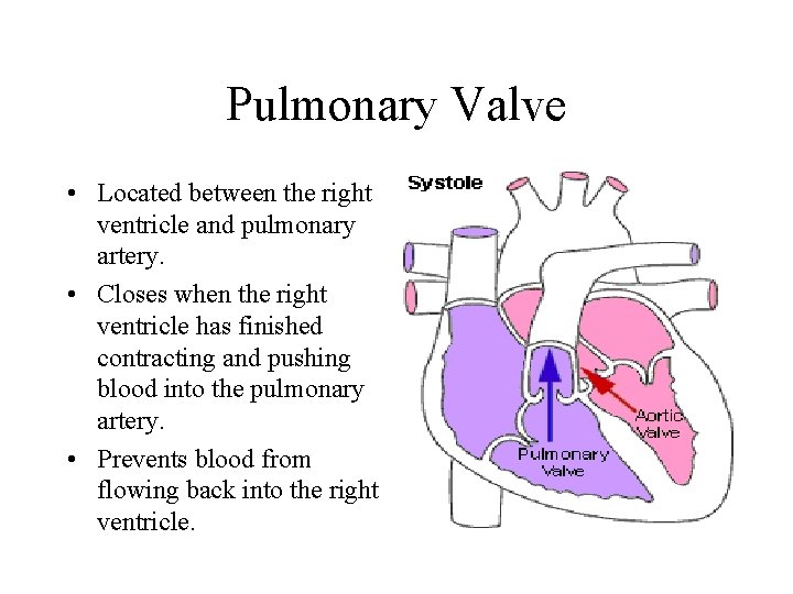 Pulmonary Valve • Located between the right ventricle and pulmonary artery. • Closes when