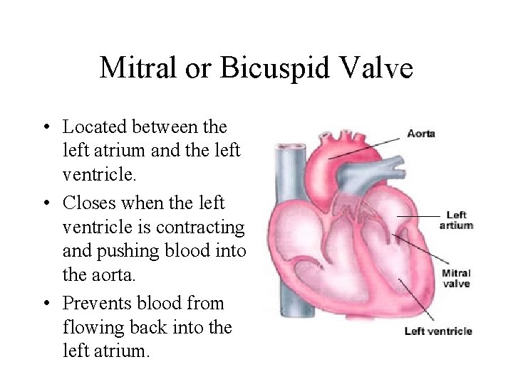 Mitral or Bicuspid Valve • Located between the left atrium and the left ventricle.