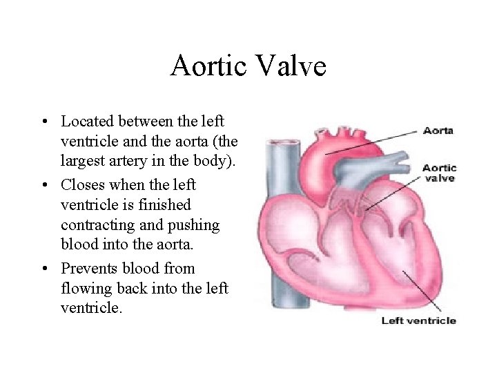 Aortic Valve • Located between the left ventricle and the aorta (the largest artery