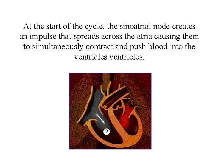 At the start of the cycle, the sinoatrial node creates an impulse that spreads